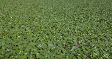 Bitkiler yüzen su havadan görünümü