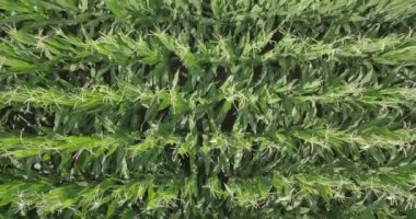 Bir mısır tarlasının havadan görünüşü