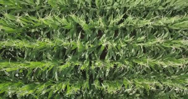 Luftaufnahme Eines Maisfeldes — Stockvideo