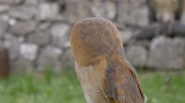 Bir peçeli baykuş portre portre