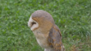 Bir peçeli baykuş portre portre