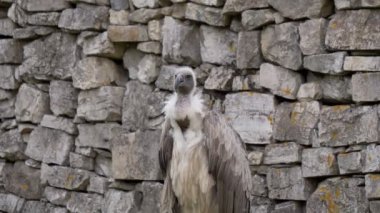 Güzel griffon portre portre