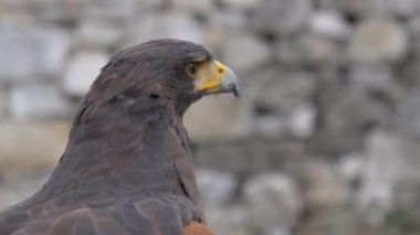Harris Hawk portre portre