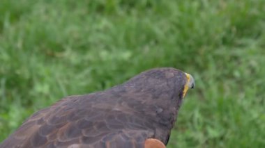 Harris Hawk portre portre