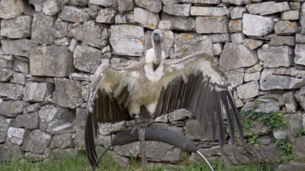 Güzel Griffon Portre Portre — Stok video