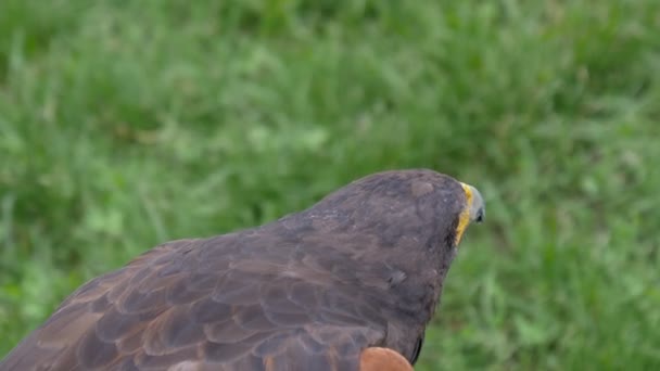 Detailní Portrét Harris Hawk — Stock video