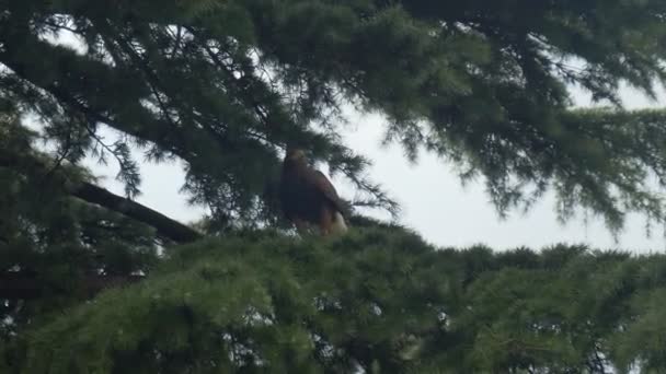 Harris Hawk Sentado Árvore — Vídeo de Stock