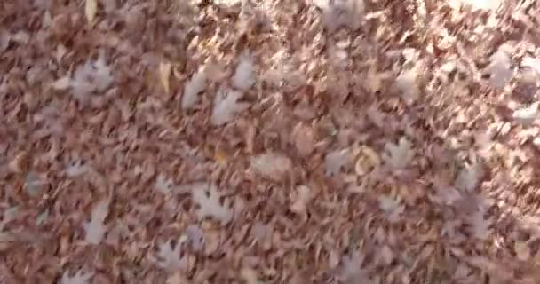 Autumn Leaves Wind — Stock Video