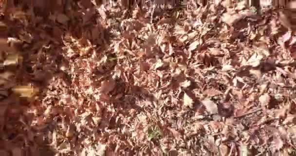 Herbst bläst Wind — Stockvideo