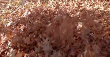 Sonbahar yaprakları Rüzgar