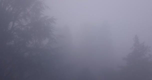 Voar através da névoa da árvore — Vídeo de Stock