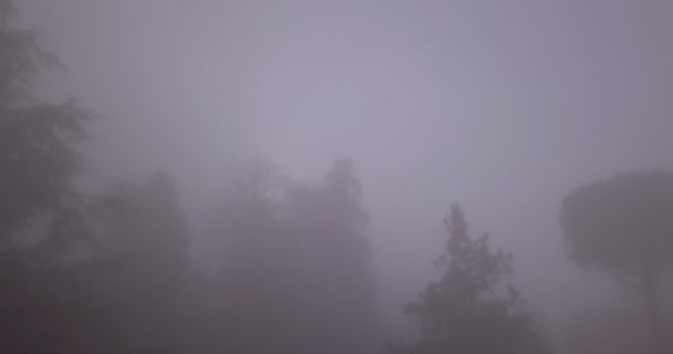 Vola attraverso la nebbia dell'albero — Video Stock