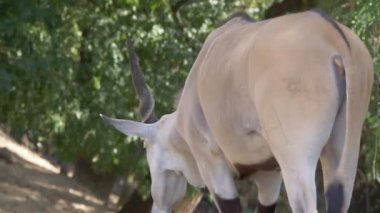 Doğada yaygın bir Eland, yakın çekim