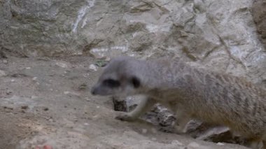 meerkat yakın çekim