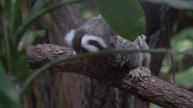 Beyaz başlı Marmoset