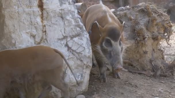 Zwei Buschweine Die Den Boden Erschnüffeln — Stockvideo