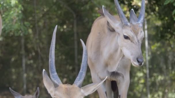 Primer Plano Elands Común Naturaleza — Vídeo de stock