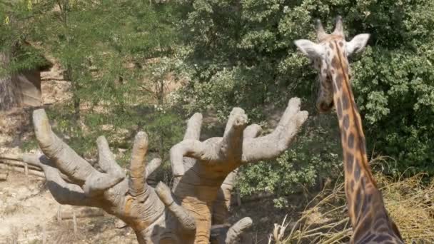 Жираф Біля Дерева Савані — стокове відео