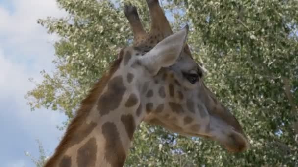 Žirafa zblízka — Stock video