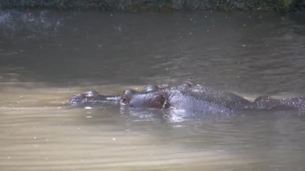 Hippopotamus Water Close Up — Stock Video