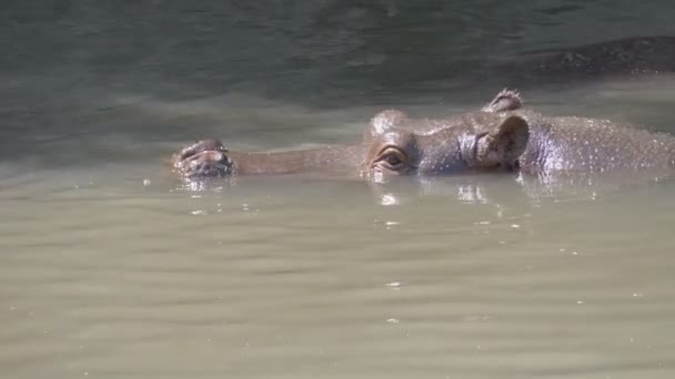 カバは水を閉じる — ストック動画