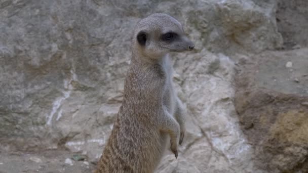 Κλείνω Meerkat — Αρχείο Βίντεο