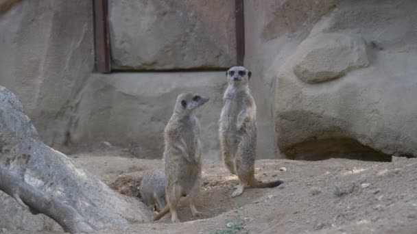 Meerkat de pie excavación — Vídeos de Stock