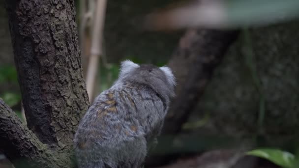 Marmoset dalla testa bianca — Video Stock