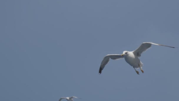 Seagull flyga nära upp — Stockvideo