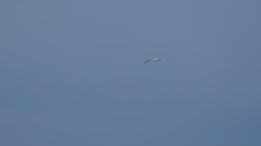 Martı uçmak Sky