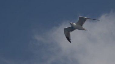 Martı uçmak Sky
