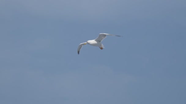 Seagull flyga nära upp — Stockvideo