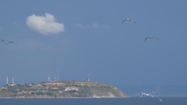 Чайки летать побережье — стоковое видео