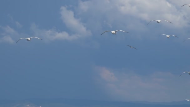 Seagull fluga kusten — Stockvideo