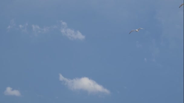 Costa de mosca de gaviota — Vídeos de Stock