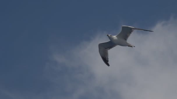 Seagull flyga himlen — Stockvideo