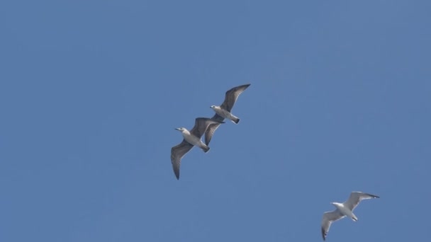 Langit Terbang Burung Seagull — Stok Video