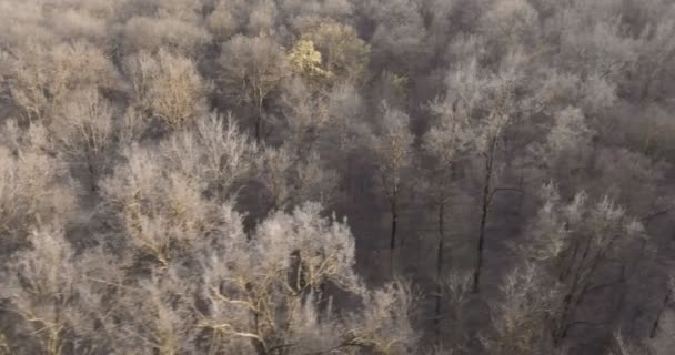 Bosque de invierno desde arriba — Vídeo de stock