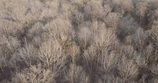 Зимний лес сверху — стоковое видео