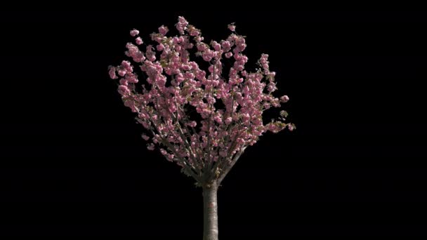 Arbre isolé cerisier japonais — Video