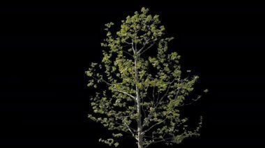 Platanus İzole Ağacı