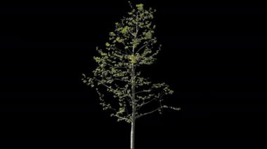 Platanus İzole Ağacı