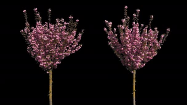 Arbre isolé cerisier japonais — Video
