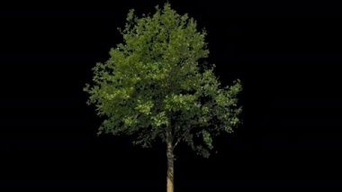 Tilia İzole Ağaç