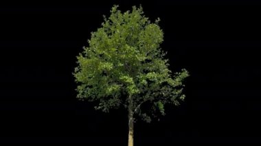 Tilia İzole Ağaç