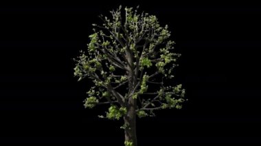 Tilia İzole Ağaç