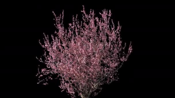 Prunus Árvore isolada — Vídeo de Stock