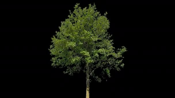 Tilia Isolated Tree — Stock Video