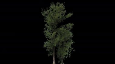 Populus Nigra İzole Ağaç