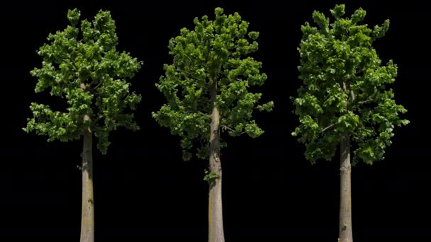 Tilia albero isolato — Video Stock